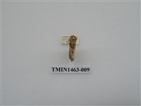 藏品(尺蠖蛾科)的圖片